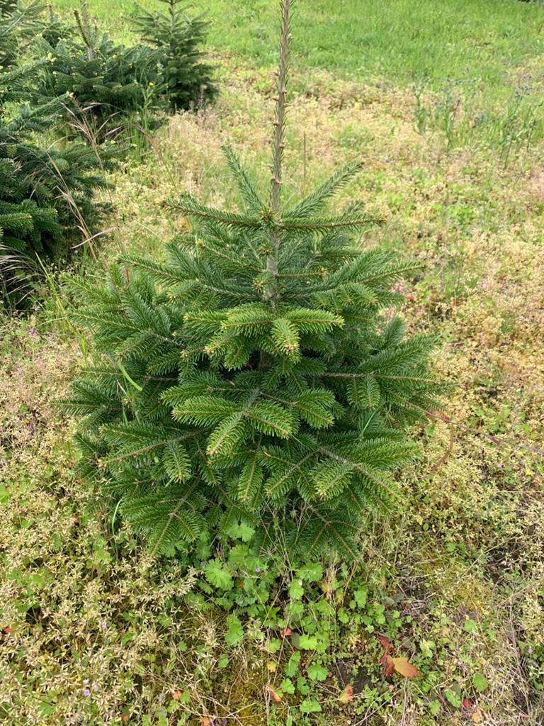 Nordmann 80-100 cm——100 stuks, Tuin en Terras, Planten | Bomen, Bloeit niet, Overige soorten, Minder dan 100 cm, Ophalen