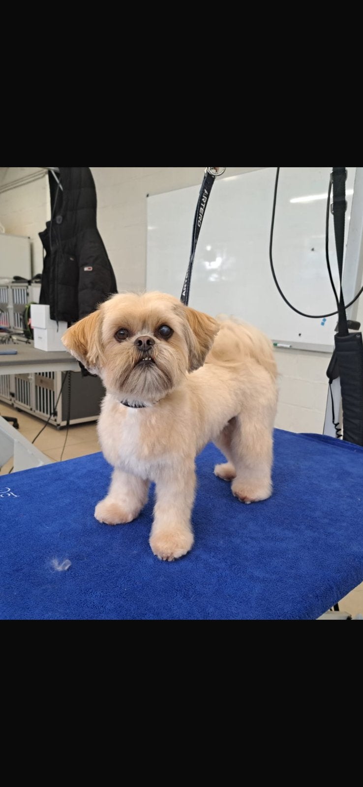 Lhasa Apso teefje zoekt goed huisje, Overige rassen, Teef, Eén hond, 3 tot 5 jaar
