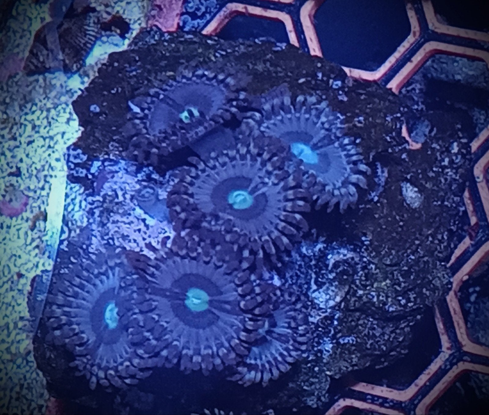 WYSIWYG blauw/grijze zoanthids, Dieren en Toebehoren, Vissen | Aquariumvissen, Overige typen