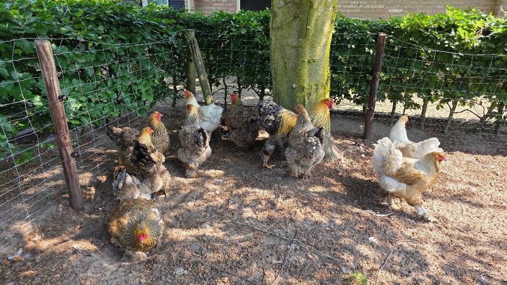 Brahma Groot Blauwpatrijs Patrijs Vuilwit 1+10 +2, Dieren en Toebehoren, Pluimvee, Meerdere dieren, Kip