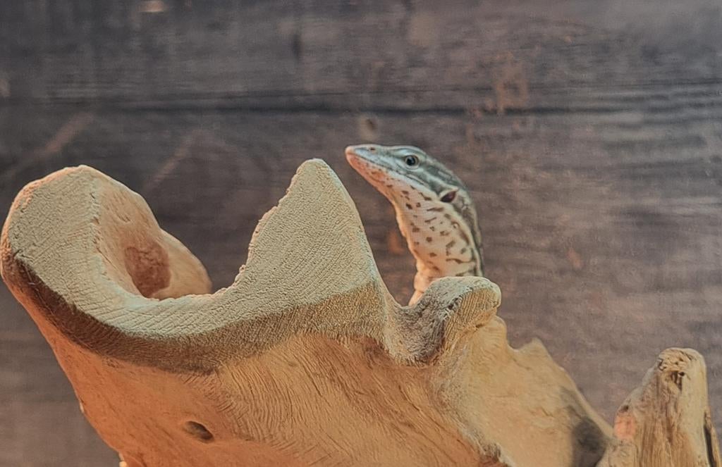 Goed thuis gezocht voor uw reptiel - wij nemen ze over