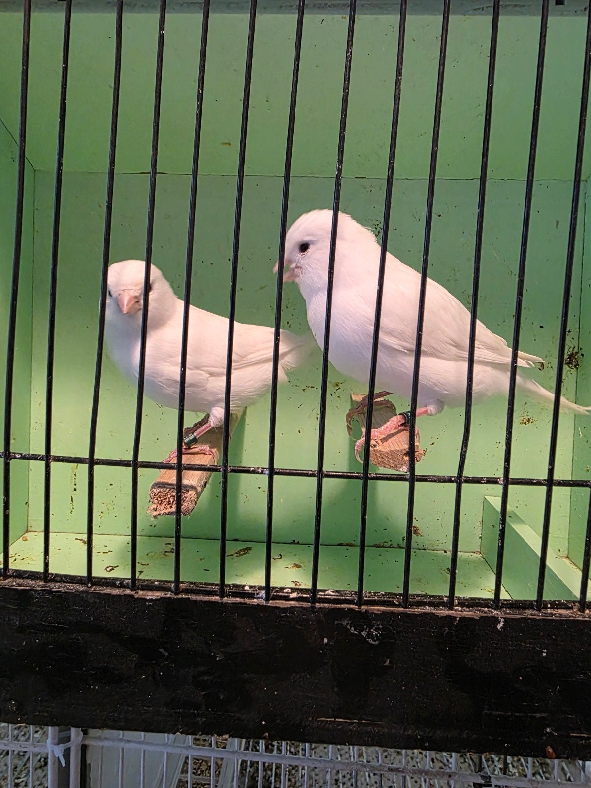 Vogels te koop, Dieren en Toebehoren, Meerdere dieren, Kleurkanarie