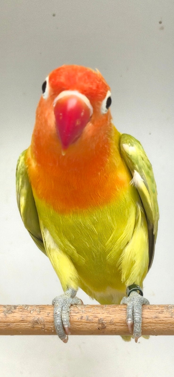 Mooi groen dilute/opaline fischeri, Geslacht onbekend, Dwergpapegaai of Agapornis, Geringd