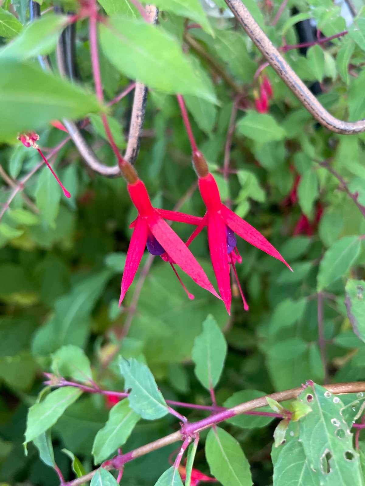 Winterharde fuchsia uit eigen tuin, Vaste plant, Halfschaduw, Zomer, Ophalen