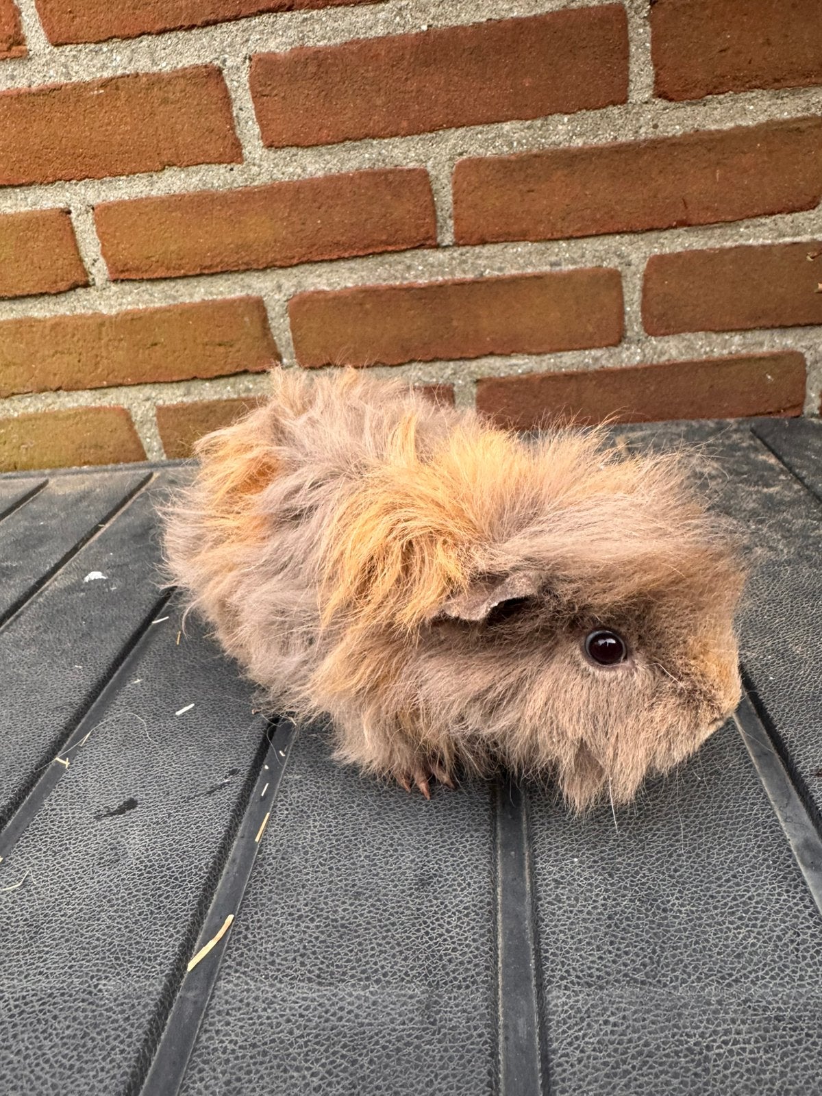 Lunkarya mannetje van 6 maanden oud, Dieren en Toebehoren, Cavia, Mannelijk, December, Tam