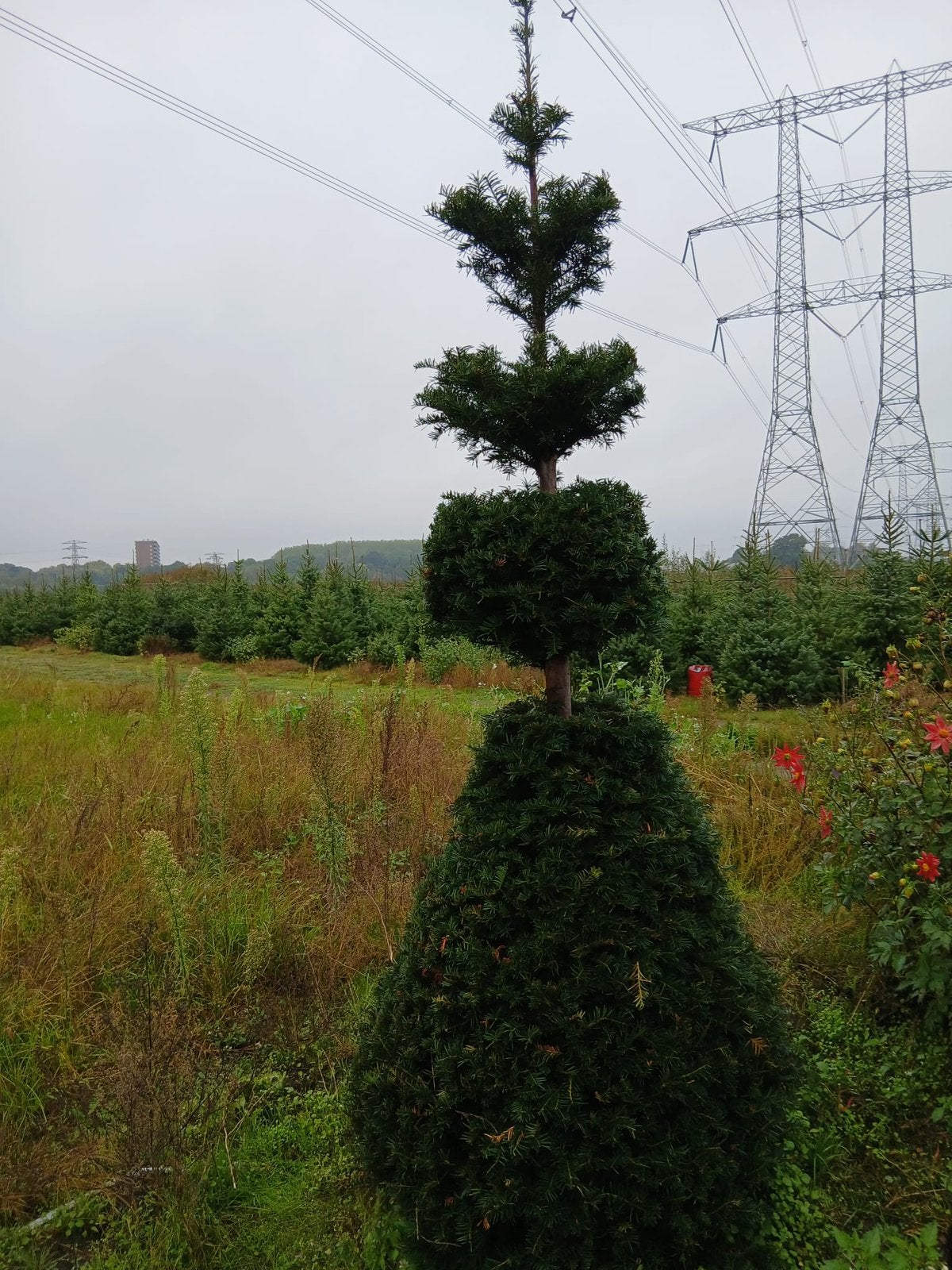 Taxus piramides 2 mtr, Ophalen, Bloeit niet, Halfschaduw, Overige soorten