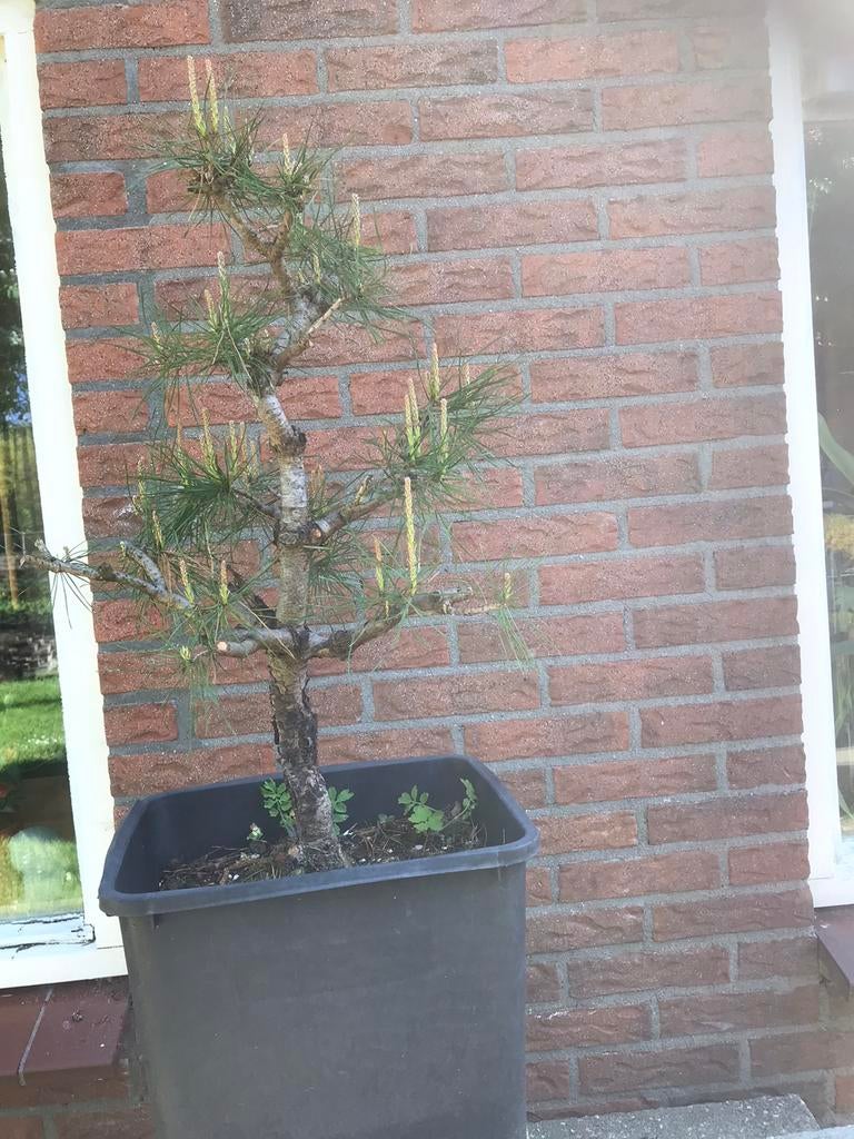 Bonsai pinus sylvestris, Ophalen, Bloeit niet, Halfschaduw, Overige soorten