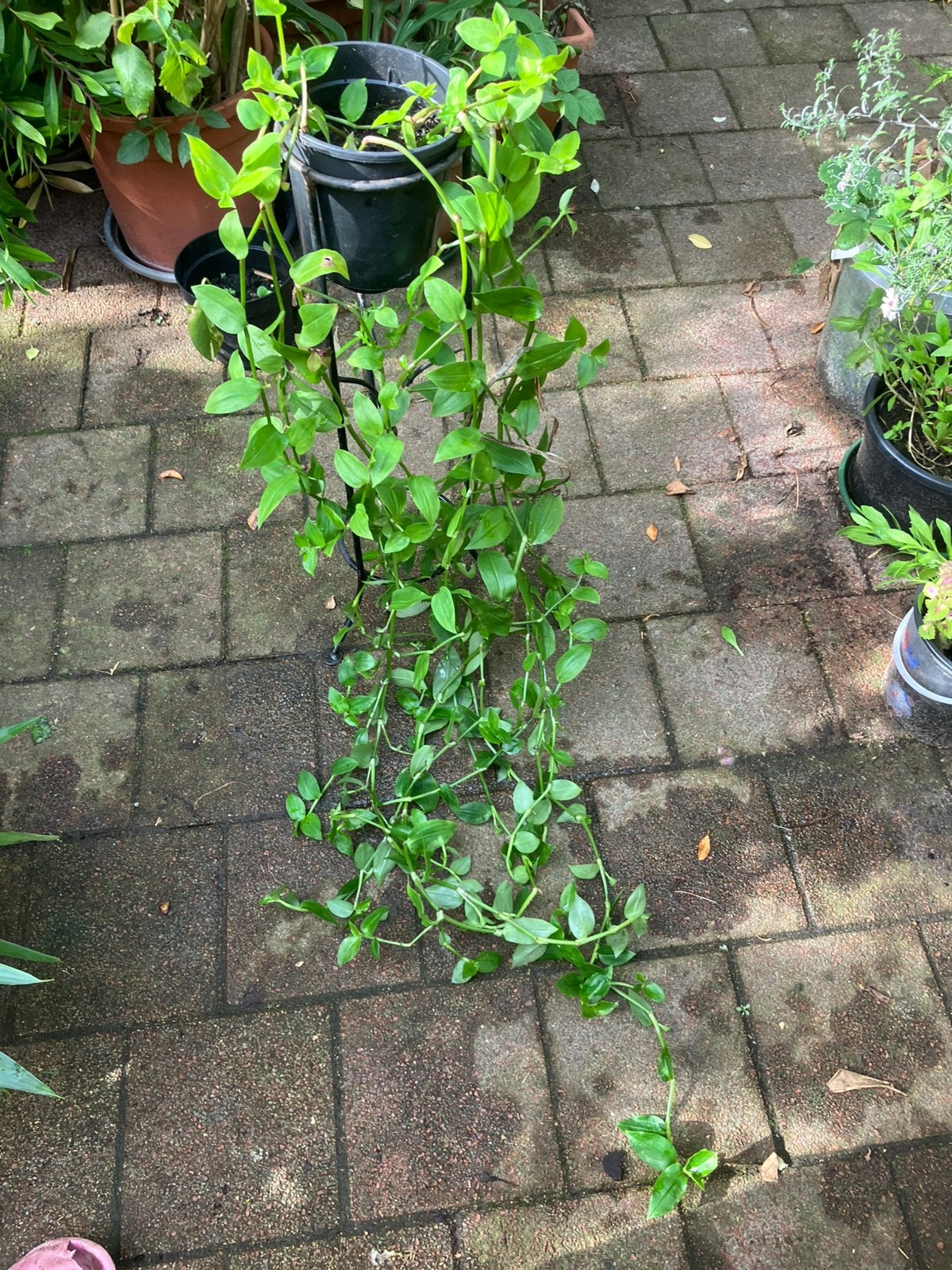 Kamerplant, Ophalen, Halfschaduw, Minder dan 100 cm