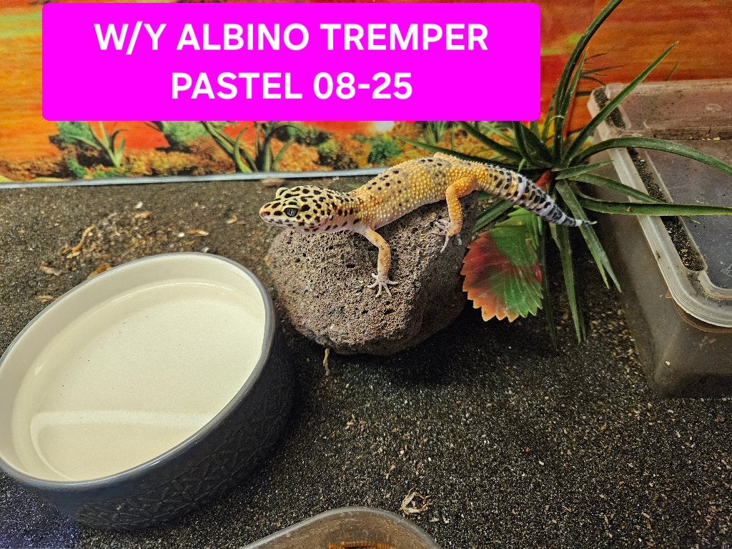 Eublepharis macularius Luipaardgekko Leopard Gecko photo 9