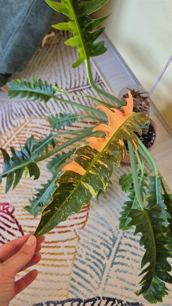 Philodendron Ring of Fire 40cm, Huis en Inrichting, Kamerplanten, Ophalen, Halfschaduw, Minder dan 100 cm, Groene kamerplant