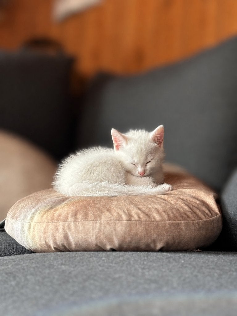 Wit katertje, Dieren en Toebehoren, Kater, Kortharig, 0 tot 2 jaar