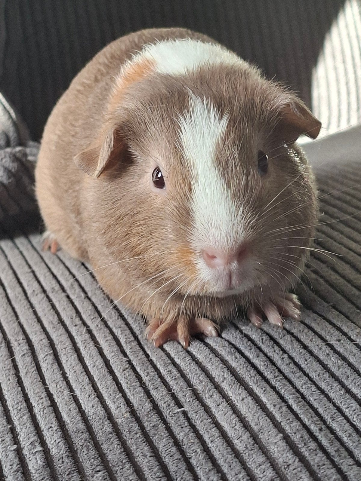 lief nieuwsgierig zeugje, Cavia, Augustus, Vrouwelijk, Tam