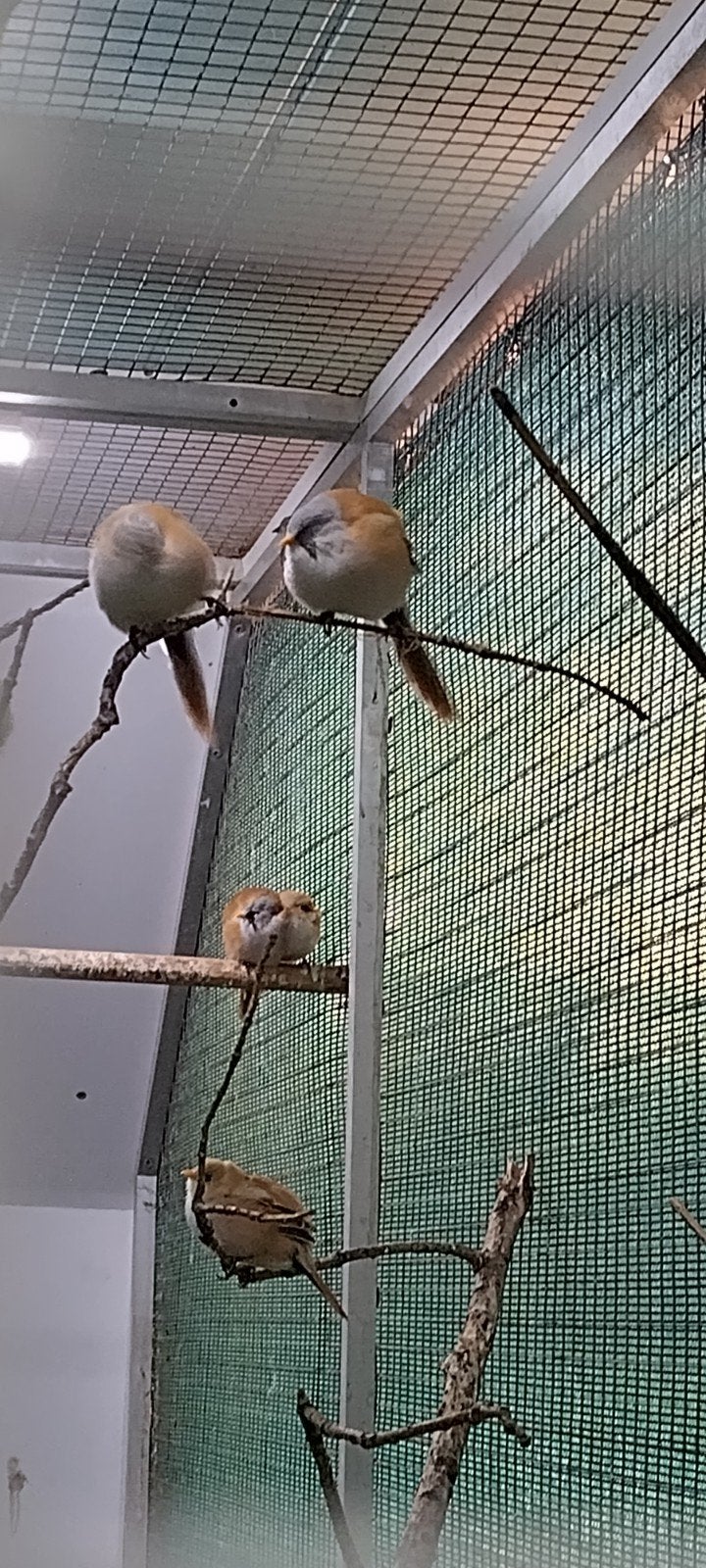 baardmannen, Dieren en Toebehoren, Mannelijk, Wildzangvogel, Geringd