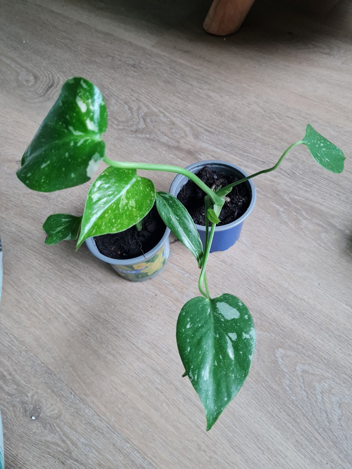 Stekjes van monstera thai constellation, Huis en Inrichting, Kamerplanten, Ophalen of Verzenden, Halfschaduw, Minder dan 100 cm