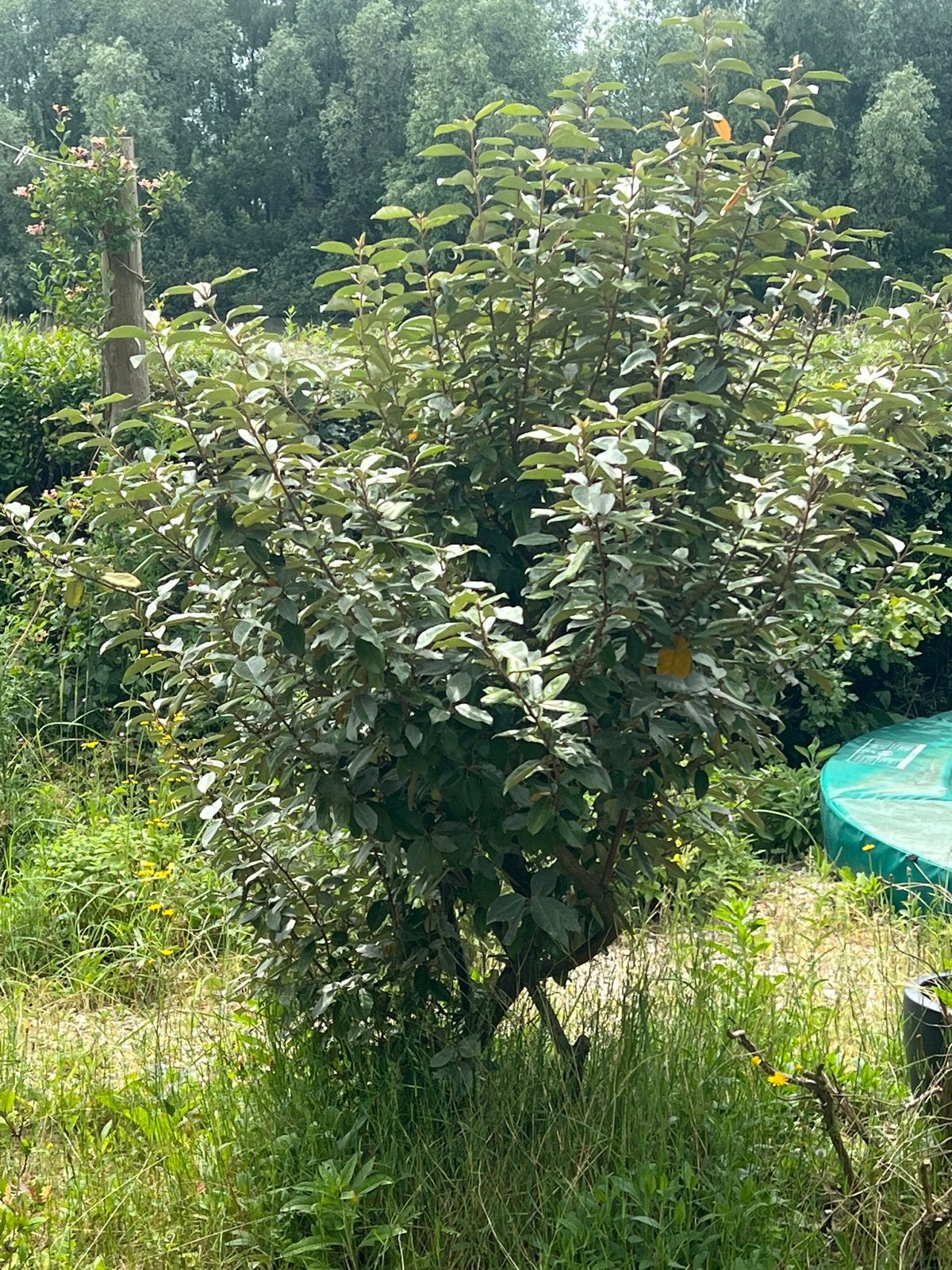 Elaeagnus ebbingei (Olijfwilg) - 2 meter ophalen IJburg, Overige soorten, Vaste plant, Ophalen of Verzenden, Halfschaduw