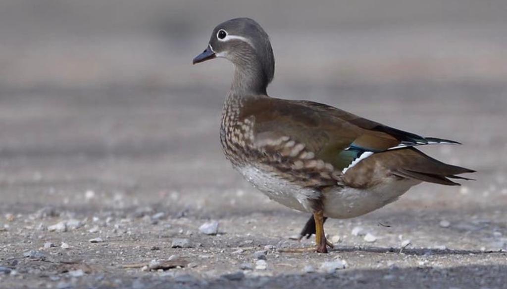 Gezocht Eieren/kuikens Mandarijn eend, Dieren en Toebehoren, Eend