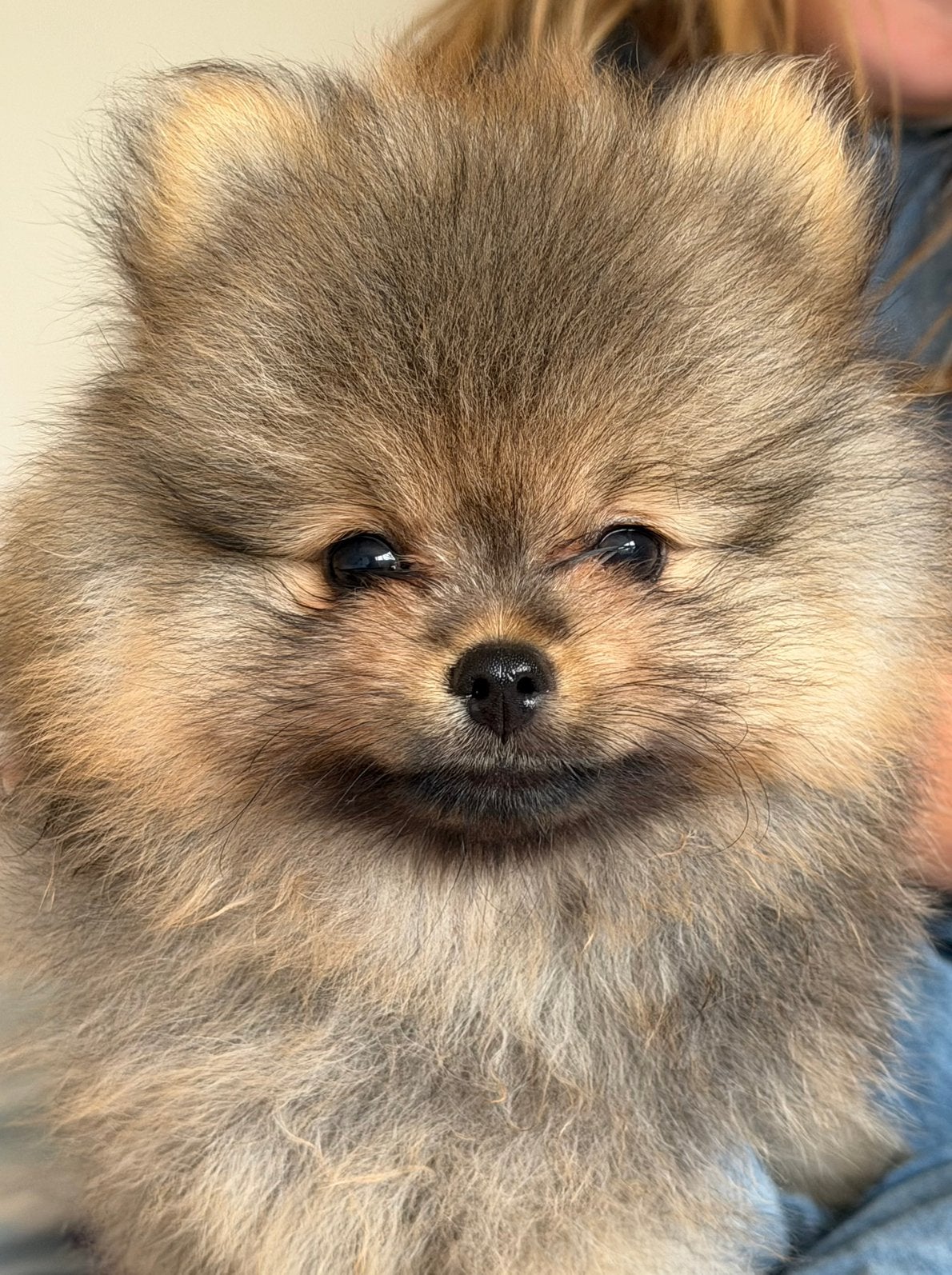 Pomeranian/Pomeriaan/dwergkees/Bearface/reutje, Parvo, Keeshond, Reu, 8 tot 15 weken