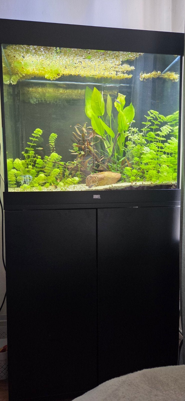 juwel lido 200 leeg!, Ophalen, Gebruikt, Leeg aquarium