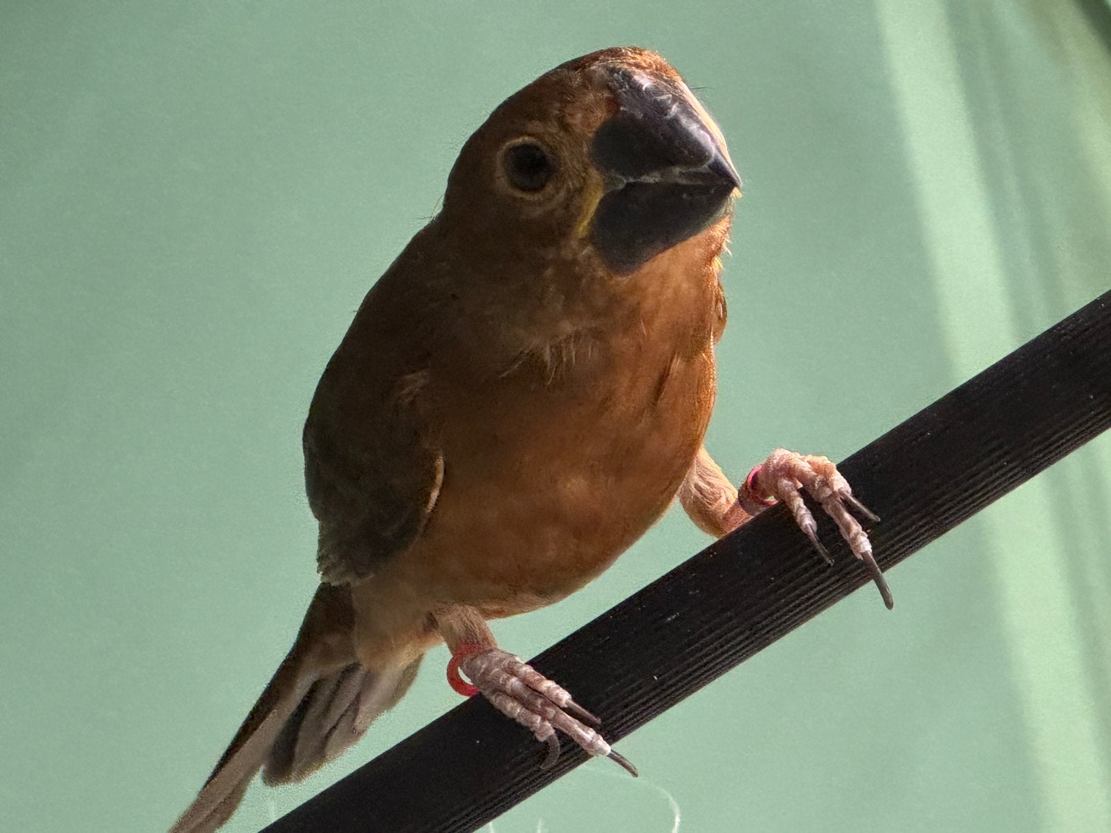 Twatwa pop geringd 2024, Dieren en Toebehoren, Vogels | Overige Vogels, Vrouwelijk, Geringd