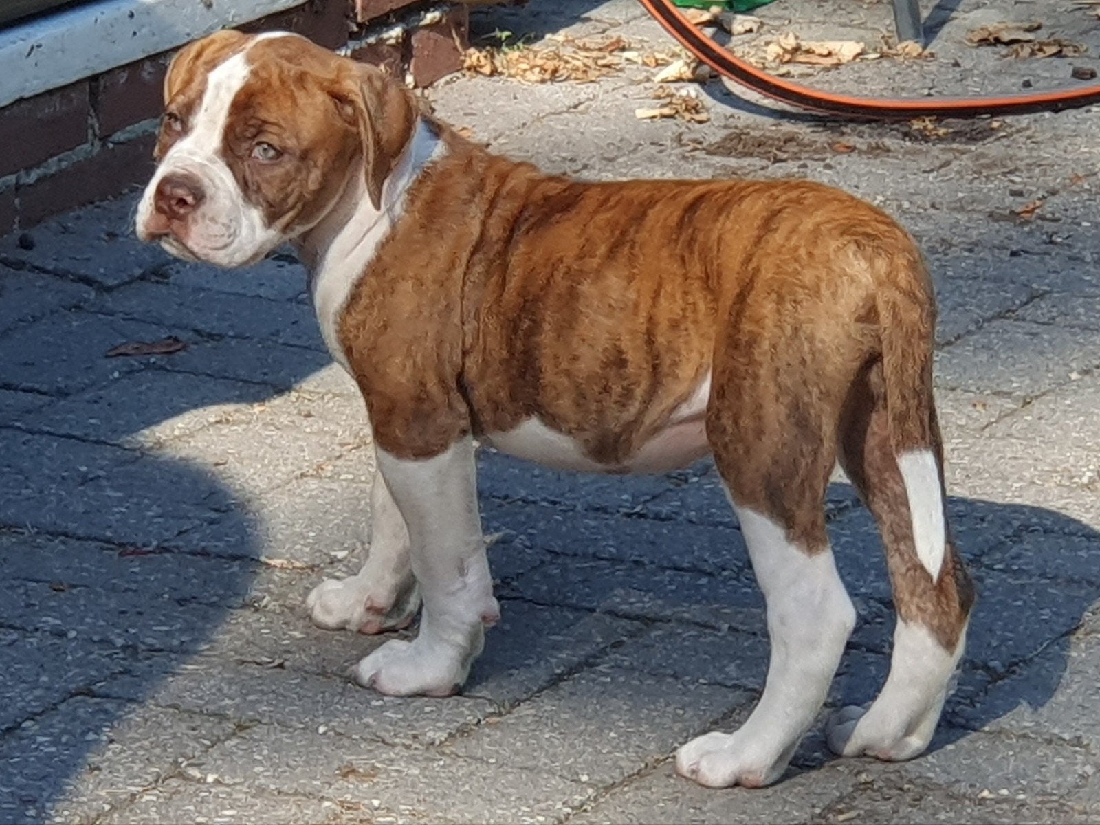 Lieve Amerikaanse Bulldog teefje beschikbaar!, Dieren en Toebehoren, Parvo, 8 tot 15 weken, Bulldog, Meerdere