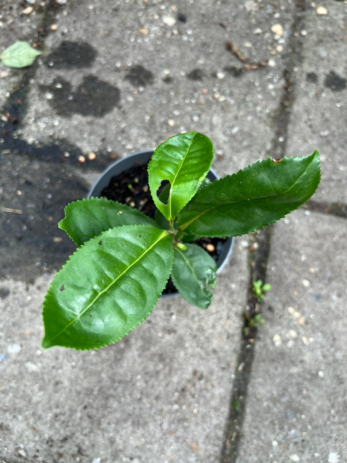 plant / Theeplant — Camellia sinensis — Bio, Ophalen of Verzenden, Halfschaduw, Minder dan 100 cm