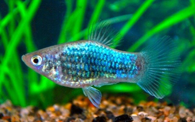 Hobbyaquarium Platy neon blue tuxedo, Vis, Zoetwatervis, Schoolvis
