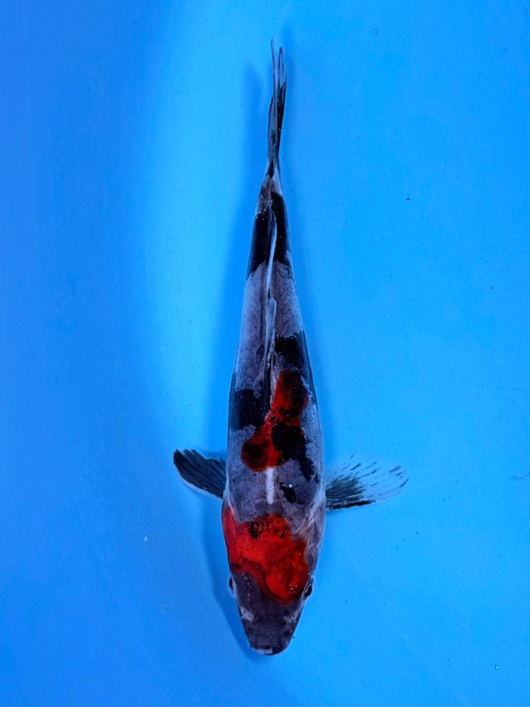 Doitsu Showa 14-18cm Japanse koi, Karper of Koi
