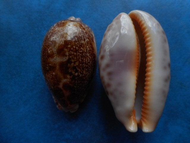 Schelpen: Cypraea rosea ultraviola Lor. & Brid. gem 56-66mm, Ophalen of Verzenden, Schelp(en)