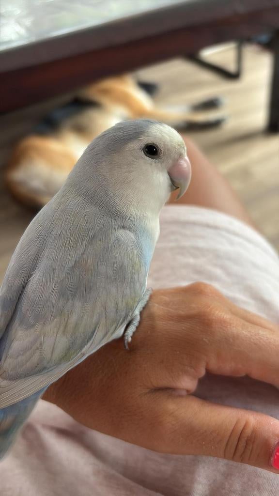 Vermist agaponis dwerg papegaai oosterblokker, Mannelijk, Parkiet