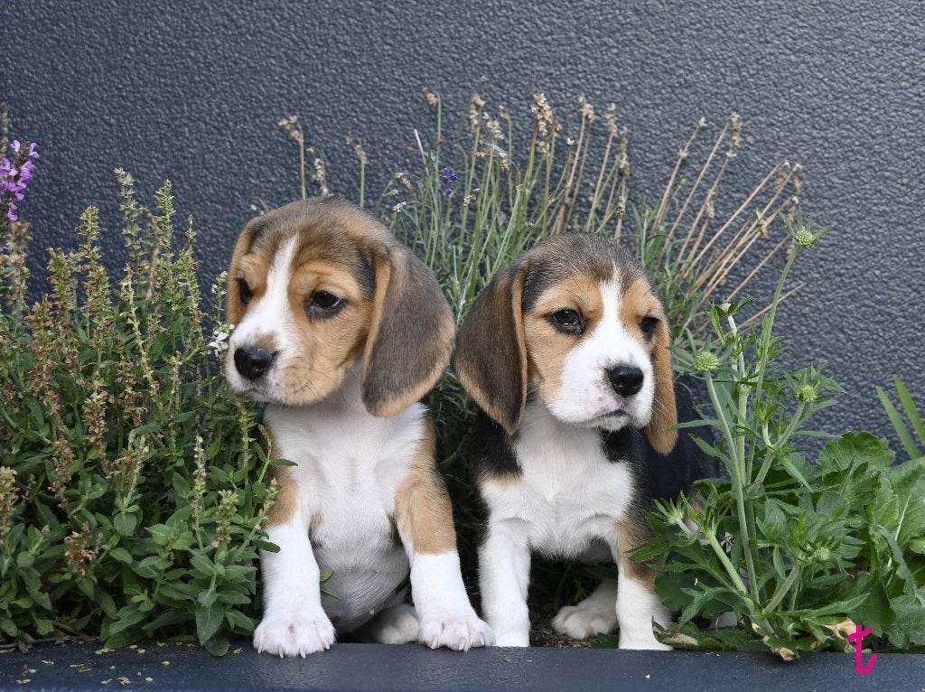 Prachtige Beagle pups met stamboom !, Dieren en Toebehoren, Parvo, Beagle, 8 tot 15 weken, Meerdere