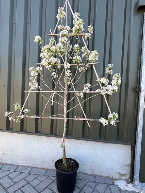 Lei fruitboompjes, appels elstar en peren conference, Leiboom, Lente, Ophalen, Volle zon
