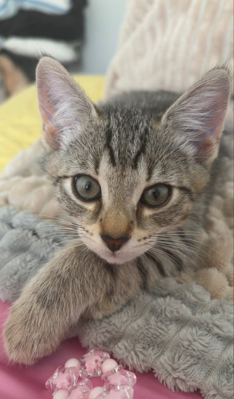 Kitten momo