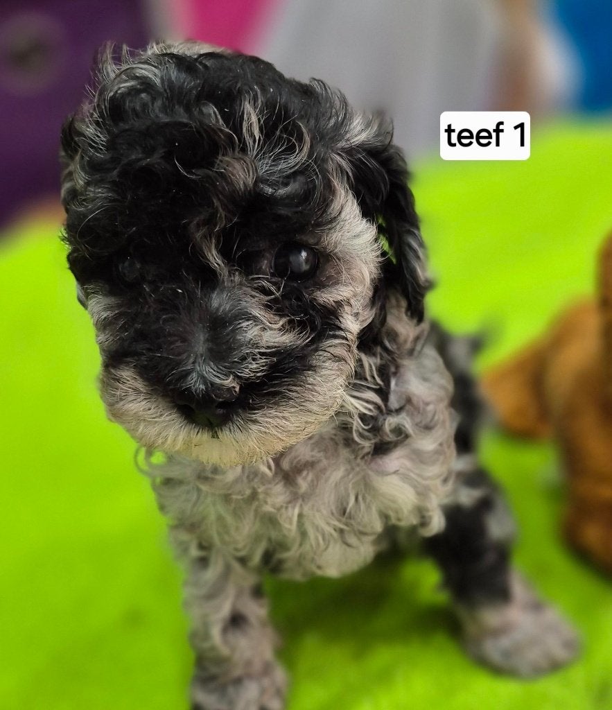 Schitterende dwergpoedel pups, Poedel, Parvo, 8 tot 15 weken, Meerdere