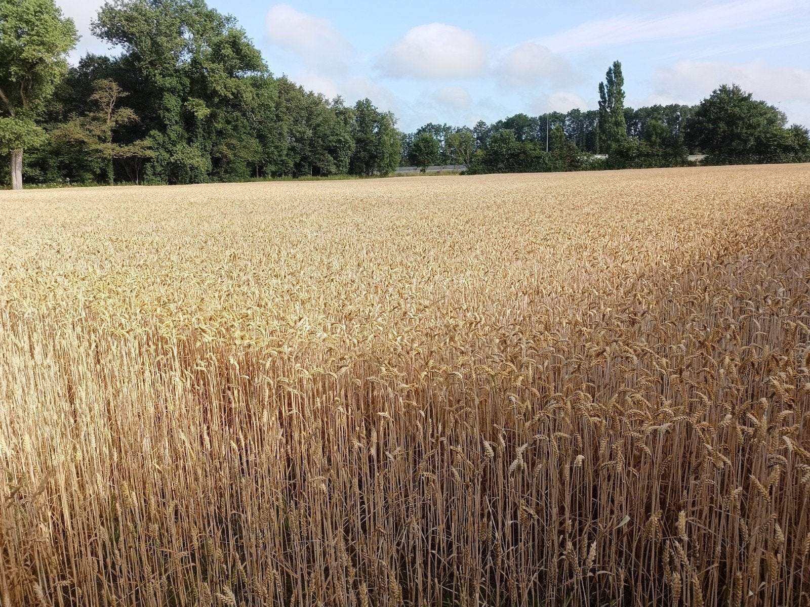 Stro , strobalen, kleine pakjes, Ophalen, Vee