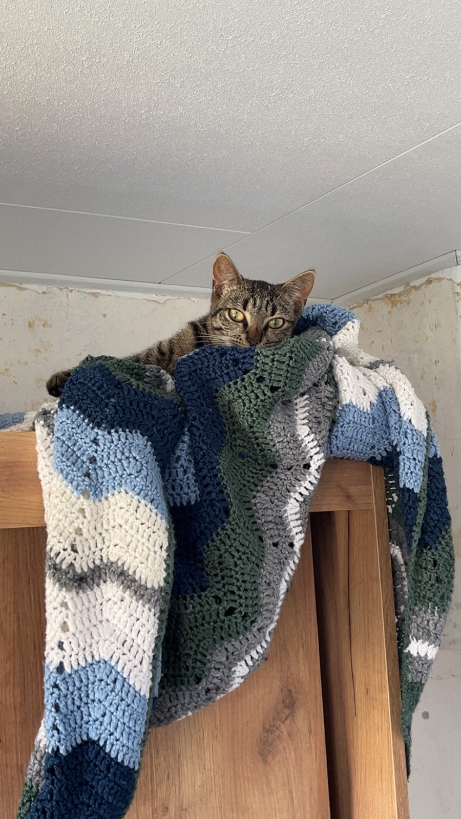 Poes 1 jaar, Poes, Kortharig, 0 tot 2 jaar