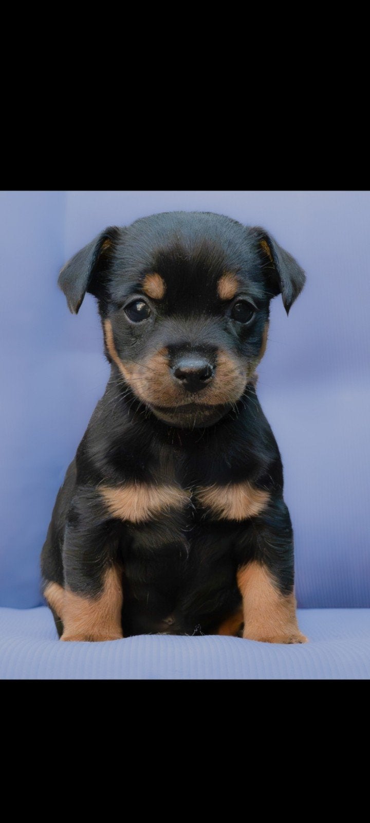Stoer puppy mag verhuizen ❤️, Dieren en Toebehoren, Honden | Jack Russells en Terriërs, Jack Russell Terriër, Reu, 8 tot 15 weken