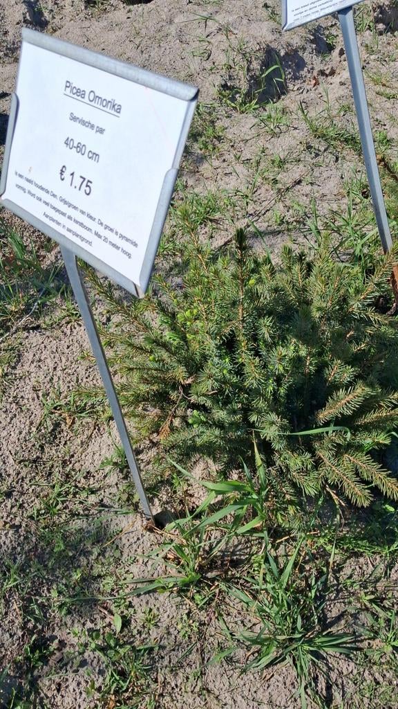 Aanplant kerstbomen - nu €0,50 per stuk!, Volle zon, Bloeit niet, Minder dan 100 cm, Overige soorten