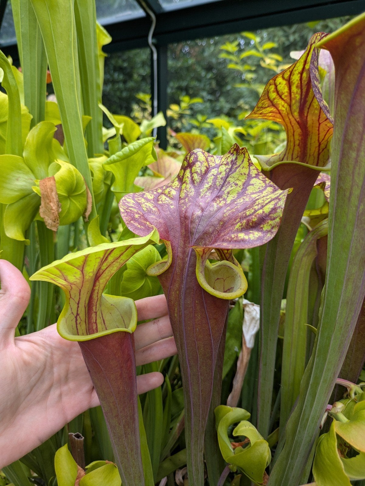 Sarracenia flava var. Rubricorpora - Vleesetende bekerplant, Ophalen, Overige soorten, Volle zon