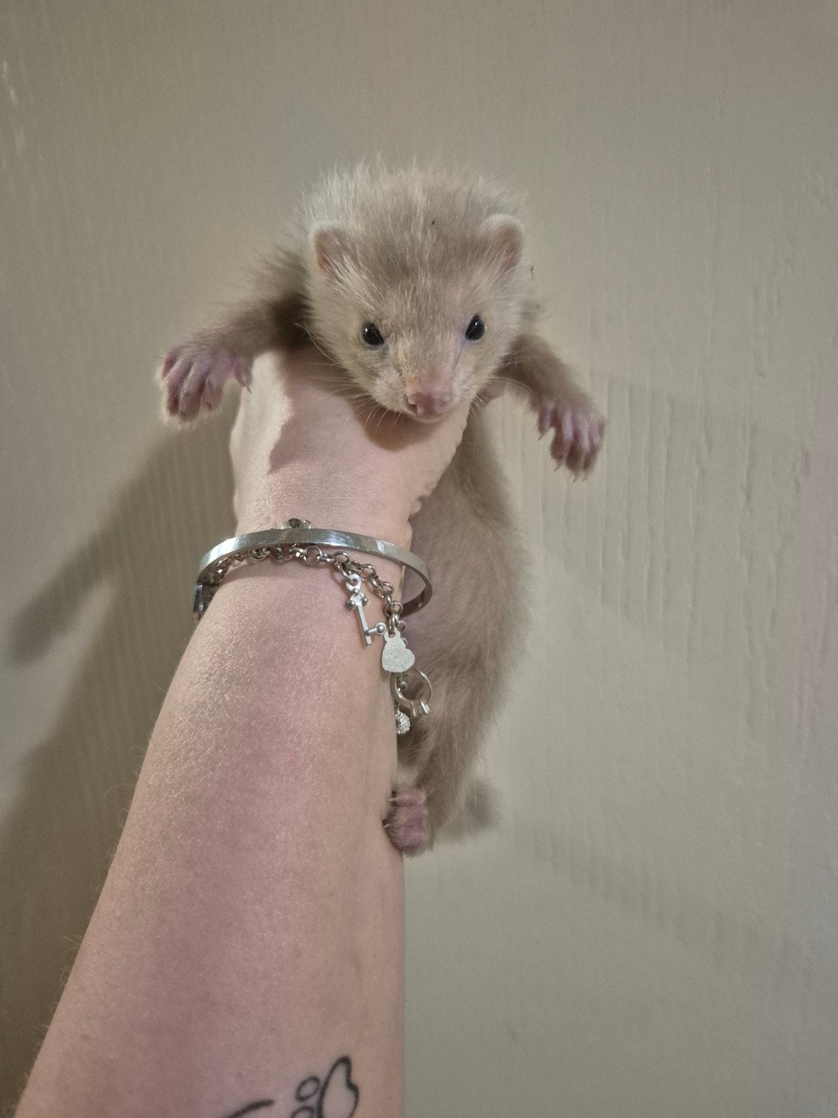 super mooi champagne choco vol angora fretten moertje pup, Mei, Vrouwelijk