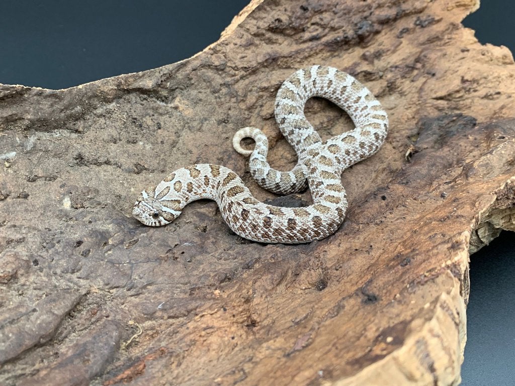 1.0 wildkleur 66% het albino heterodon nasicus Hognose Snake - male for sale from DemonSnakes