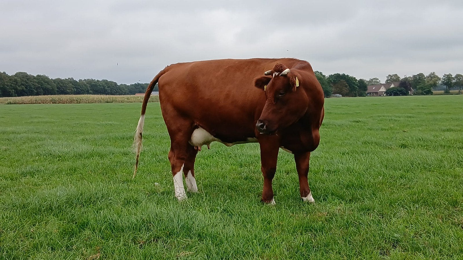 brandrode koe, drachtig gescand, Dieren en Toebehoren, Vrouwelijk, 0 tot 2 jaar