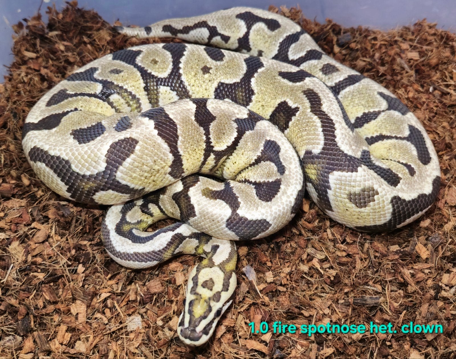 Volwassen koningspythons, lage prijzen Ball Python photo 7