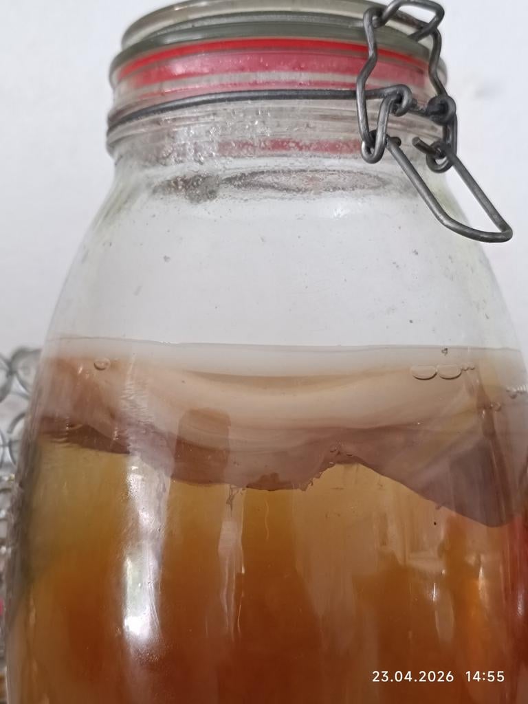 Kombucha Gezondheidswater | Biologisch, Probiotica, SCOBY St, Ophalen of Verzenden