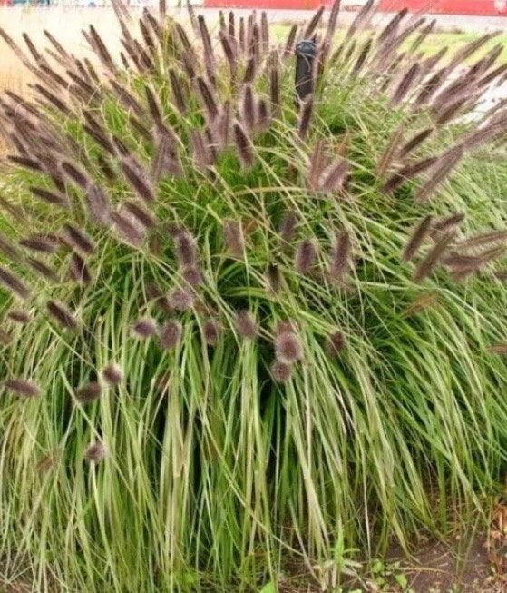 Pennisetum black beauty, Tuin en Terras, Planten | Tuinplanten, Ophalen, Volle zon, Vaste plant, Siergrassen