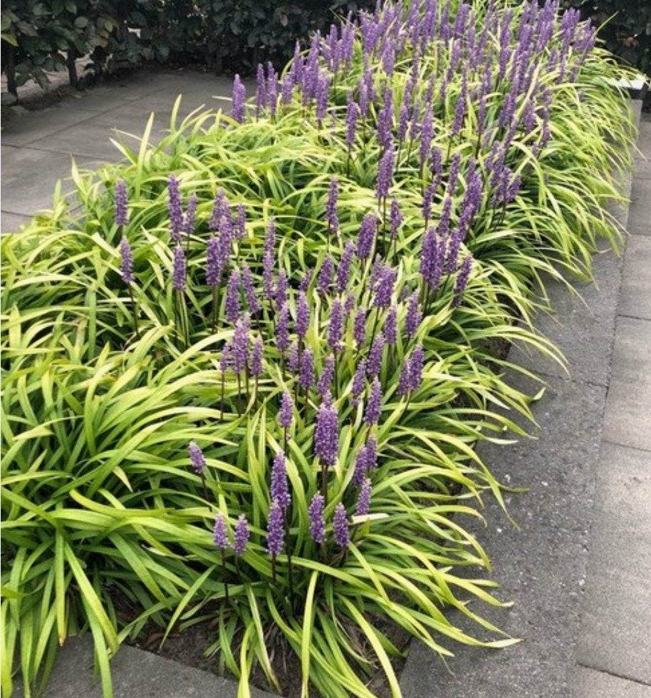 Lelie gras -liriope muscari, Tuin en Terras, Planten | Tuinplanten, Ophalen, Volle zon