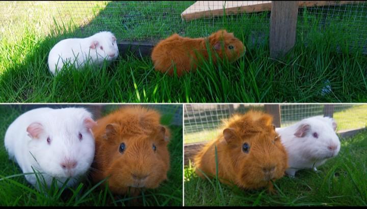 Super lieve cavia beertjes 🐹, Dieren en Toebehoren, Knaagdieren, Cavia, April, Mannelijk, Tam