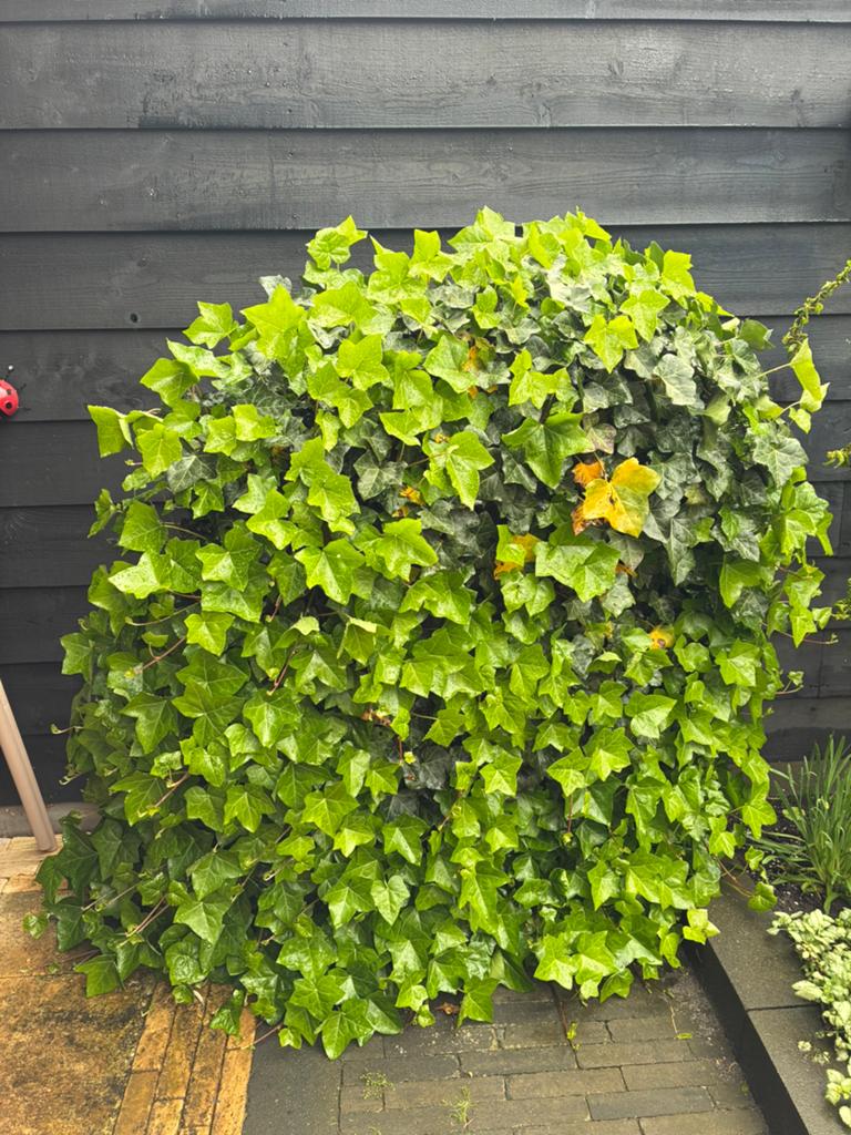 Hedera op rek, zie omschrijving, Ophalen, Bloeit niet, Klimplanten, Halfschaduw