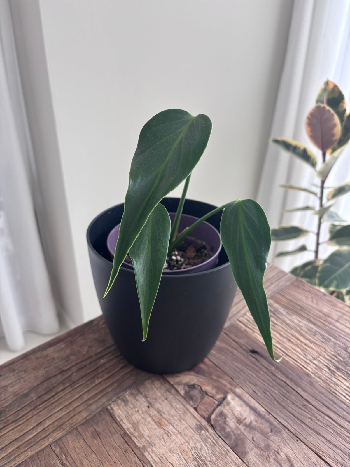 Monstera Burle Marx Flame, Huis en Inrichting, Kamerplanten, Ophalen of Verzenden, Halfschaduw, Minder dan 100 cm