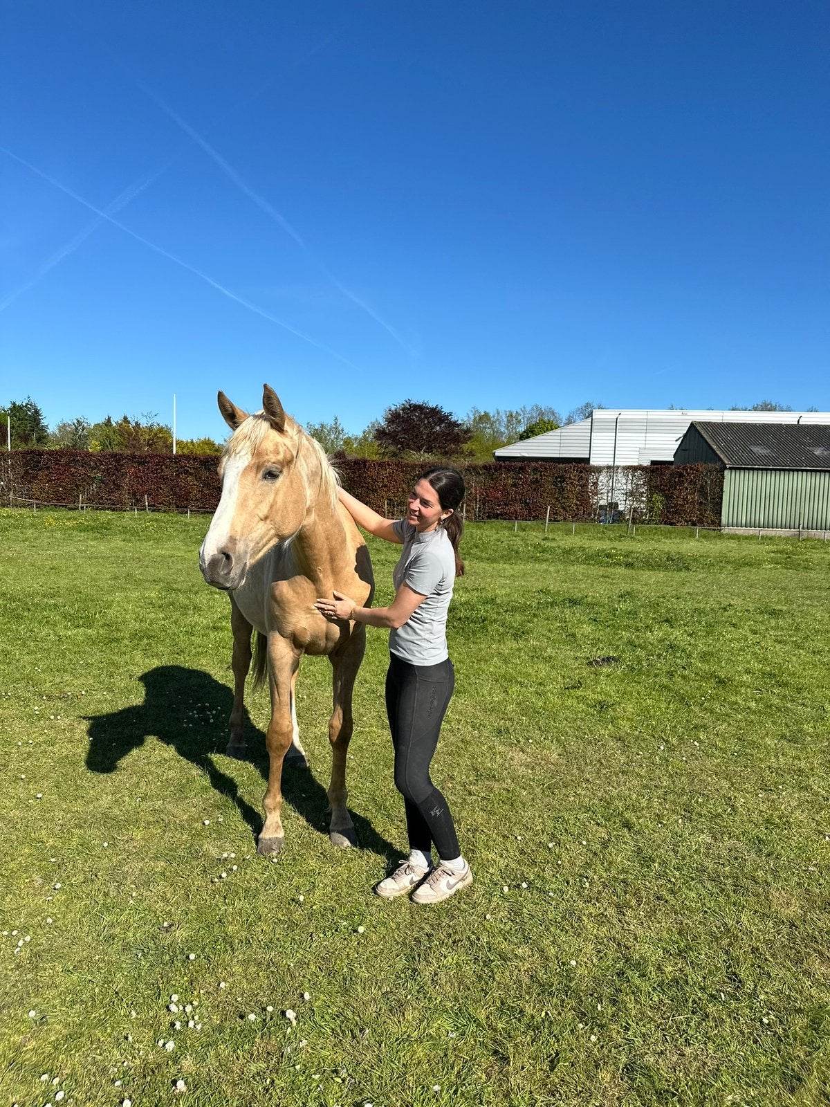 Super stoere 2,5 jarige merrie!, Dieren en Toebehoren, Merrie, Met stamboom, Dressuurpaard, 3 tot 6 jaar