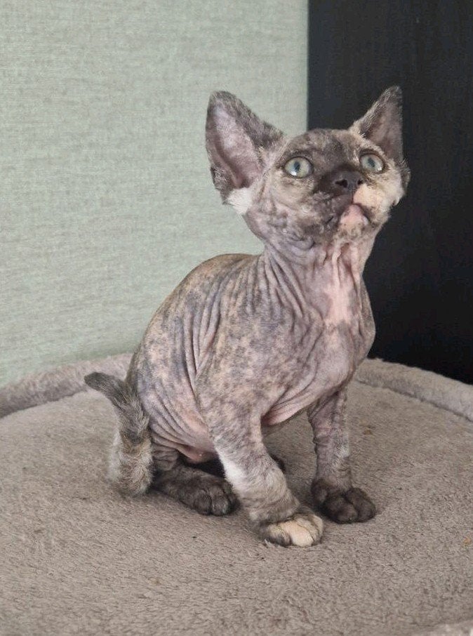 Devon rex kittens, nog 1 laatste kitten beschikbaar!, Dieren en Toebehoren, Katten en Kittens | Overige Katten, Meerdere dieren